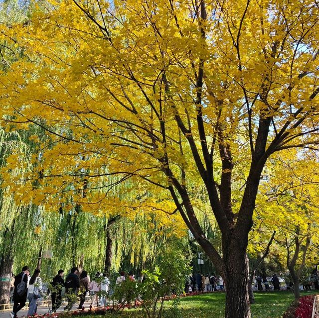 Summer Palace Autumn Stroll