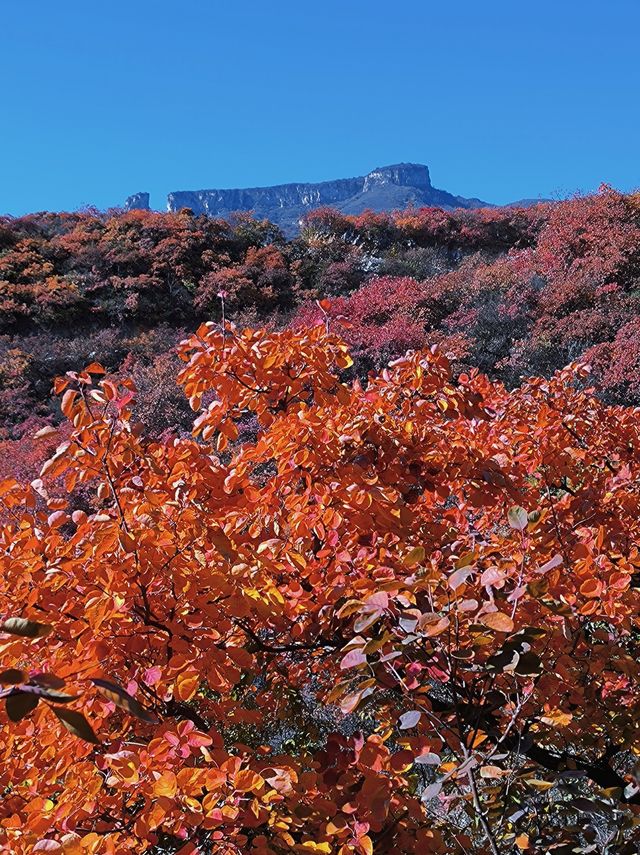 反正我是瘋了！坡峰嶺紅葉如灼！。