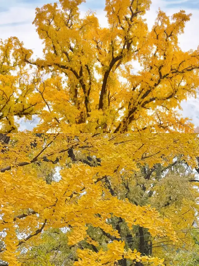 Live from Beijing, the most anticipated millennium ginkgo is here! 