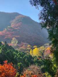 濟南紅葉谷 | 打翻秋日調色盤。
