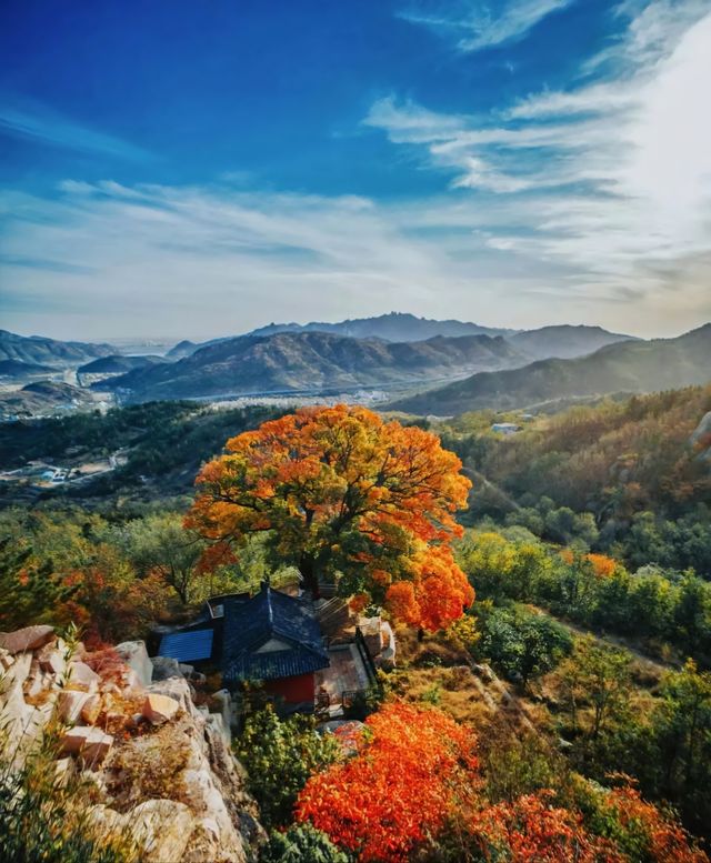 不知天上「神樹」，今夕是何年？五角楓紅葉，不愧是你！。