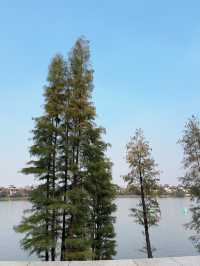 不在奈良！在佛山！無濾鏡！仙境般的莫奈花園。