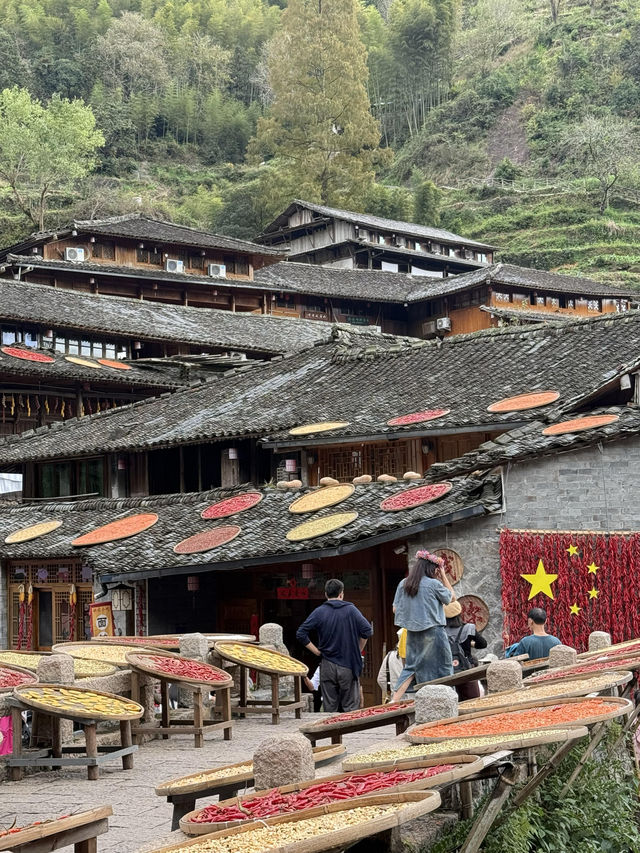 溫州「小婺源」，人生建議看一次曬秋吧