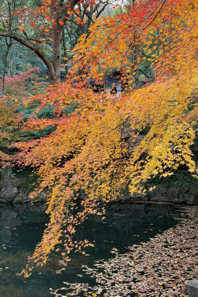 杭州｜虎跑楓紅季，杭州詩意秋