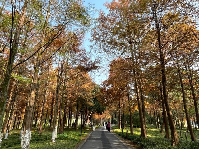 西溪濕地｜青雲忽度西溪水，溪畔梅花從此始