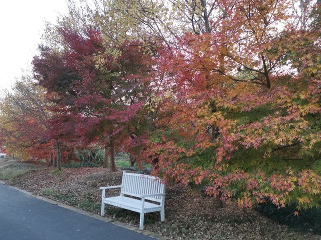 又是一年楓葉紅~~花開海上生態園
