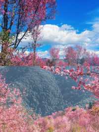 雲南無量山櫻花谷