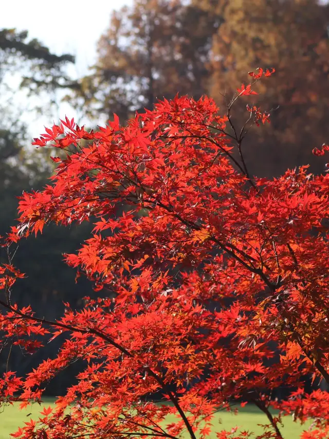 4-Day Hangzhou-Suzhou-Wuzhen Itinerary: A Super Detailed Guide! Save It Now!