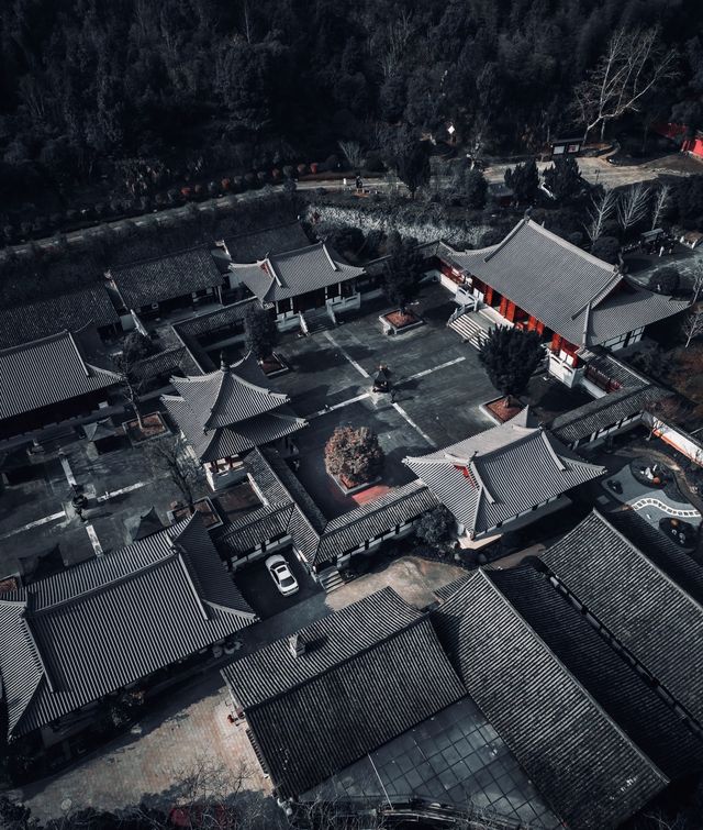 為了一棵樹，我駕車三個小時！