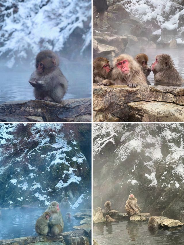 北海道太擠？長野的雪景美哭你！