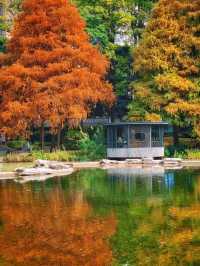 深圳·四海公園落羽杉，美如油畫世界