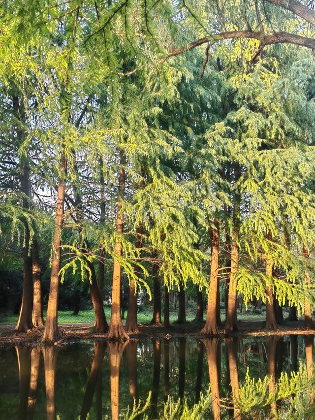 誤入現實版的莫奈花園｜上海共青森林公園