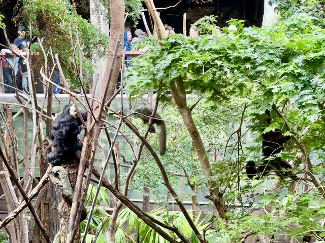 A Visit to London Zoo