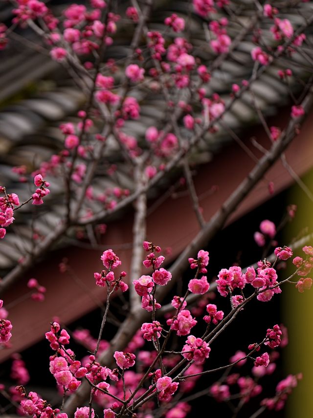 快去，罨畫池的梅花不多了
