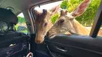 【南通森迪】住在動物園裏，來了就不想回家
