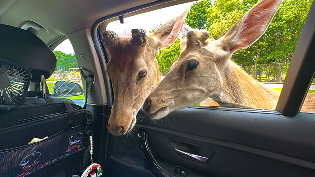 【南通森迪】住在動物園裏，來了就不想回家