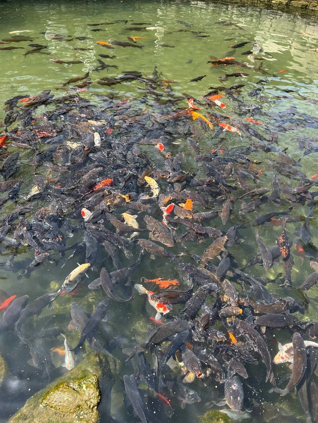 冬日遊玩好去處雲南昆明-騰沖-瑞麗攻略來啦
