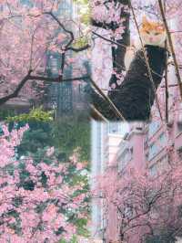 總結了近兩年武漢各個公園櫻花開放時間