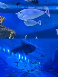 海南陵水 | 富力海洋歡樂世界全攻略保姆級不踩雷