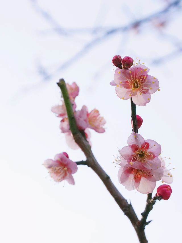 上海賞花｜春光無限好 梅花始盛開