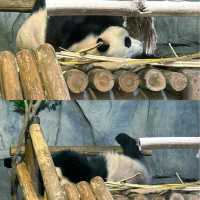 深圳｜野生動物園｜週末好去處
