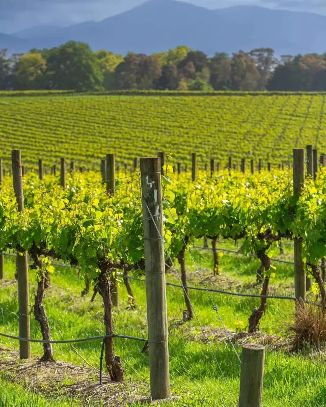 How to Explore the Yarra Valley in Melbourne?