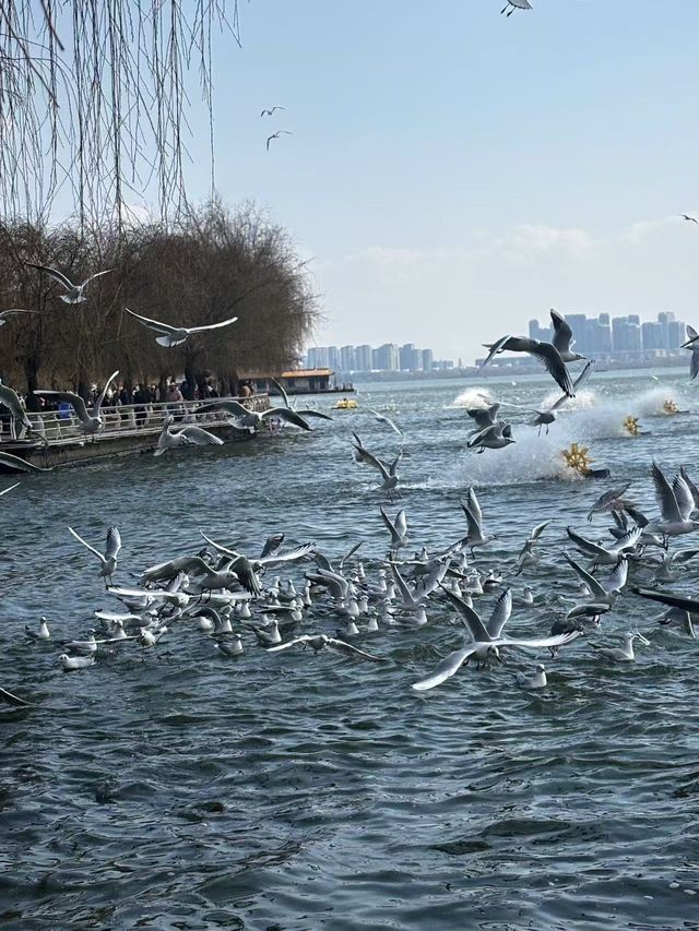 來昆明睇海鷗，可以步行到達的酒店推介