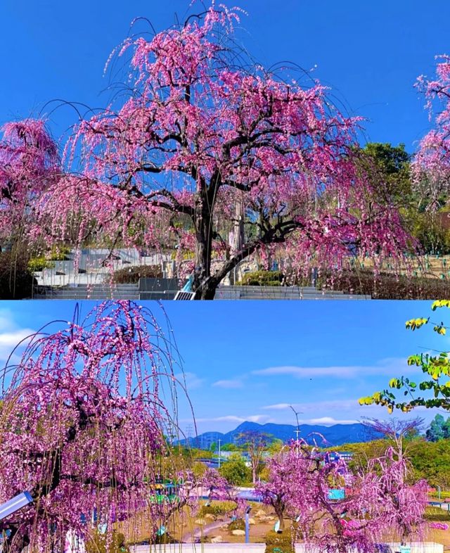 深圳