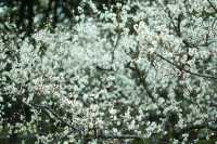 上海世紀公園——共赴梅花的盛宴