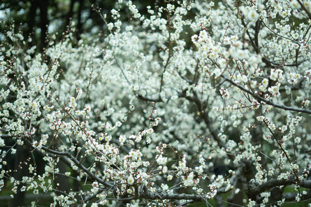 上海世紀公園——共赴梅花的盛宴