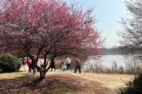 又是一年梅花季 - 黃橋梅花園