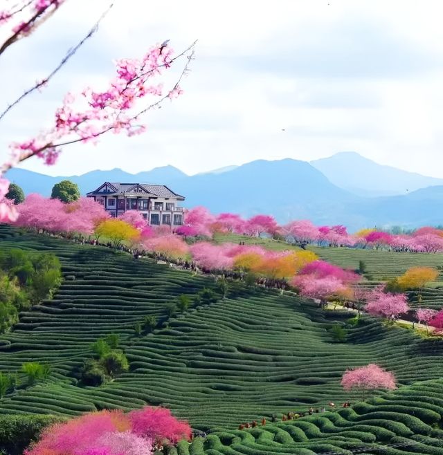 賞櫻何必去日本？來廈門周邊就夠了！