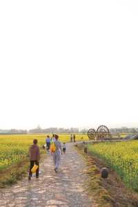 建水三月,去雙龍橋睇油菜花海