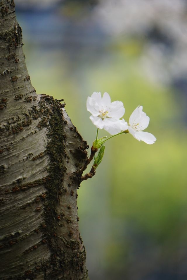 人間三四月，芳菲無邊界—杭州春季賞花指南