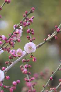 明城牆遺址公園，賞花正當時！