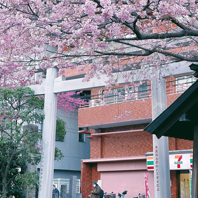 神社裡金與粉的世界⛩️
