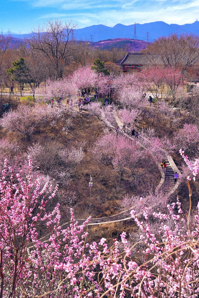 北京賞花新頂流預定！錯過等一年