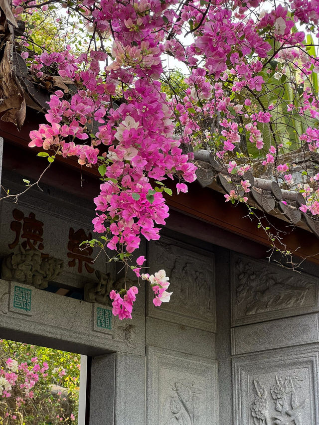 🌸深圳園博園三角梅，絢爛綻放