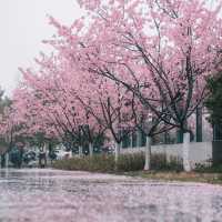 🌸武漢新晉最美櫻花地鐵站，邂逅春日浪漫