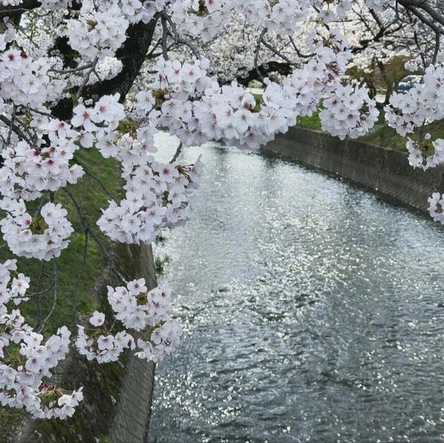 🌸名古屋旁竟藏著這等賞櫻寶地！犬山強推！