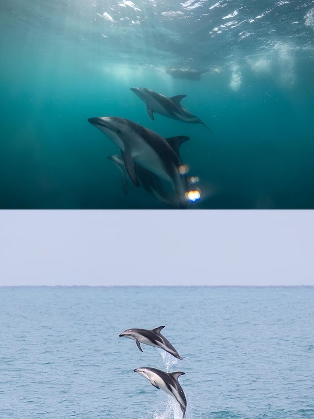 新西蘭布倫海姆