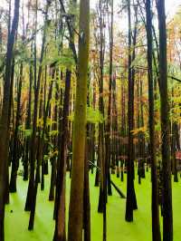 是誰闖進了綠野仙蹤？杭州抹茶綠的青山湖