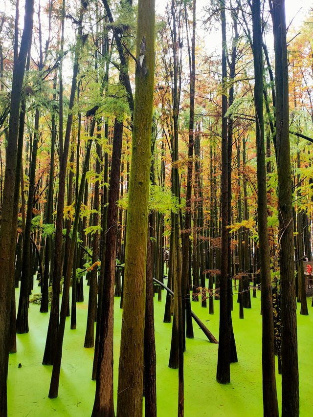 是誰闖進了綠野仙蹤？杭州抹茶綠的青山湖