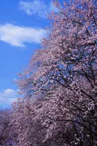 奧森桃花溝：灼灼桃花盛放，春光無限