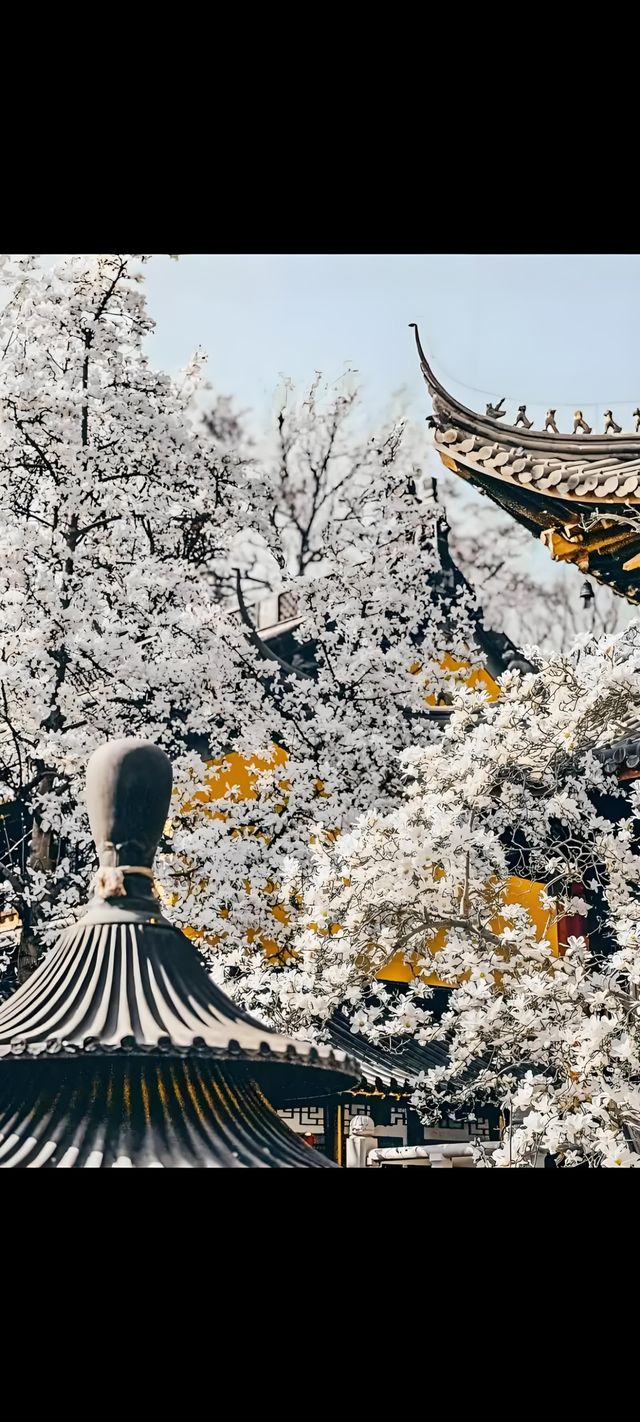 🪷邂逅明孝陵的玉蘭之美！