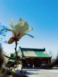 北京｜普渡寺蘭花盛開 景美人少還免費的賞花地