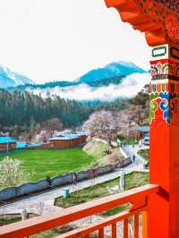 林芝桃花之旅｜來嘎瑪穿藏服釀桃花蜜
