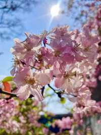 Springtime in Guangzhou: Cats & Blossoms in Zhujiang Park