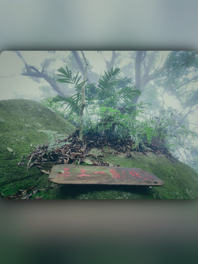 昌江小眾景點霸王嶺雨林秘境中的浪漫