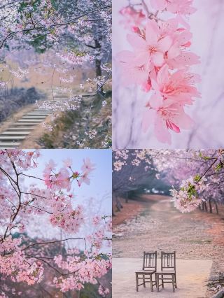 The gorgeous spring cherry blossoms are here! Your guide to free cherry blossom gardens in Yueyang.